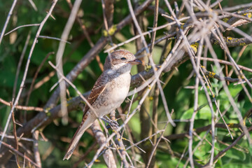 Juvenile Red-backed Shrike sitting on a tree branch.