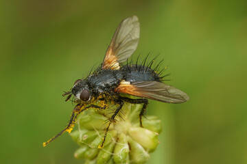 Natural closeup on a spiky Tachnid fly, Zophomyia temula
