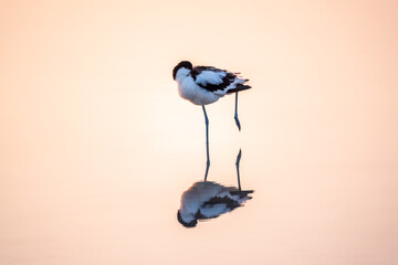 Water bird pied avocet, Recurvirostra avosetta, standing in the water in pink sunset light. The...