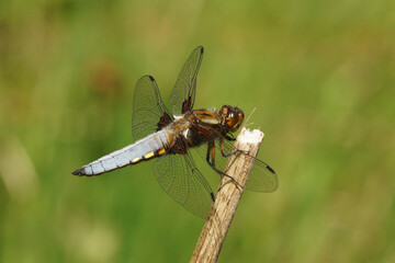 Closeup of a blue male Broad bodied darter, Libellula depressa perched on a twig
