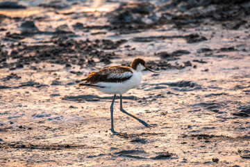 Water bird pied avocet, Recurvirostra avosetta, standing on salt lake shore in pink sunset light....
