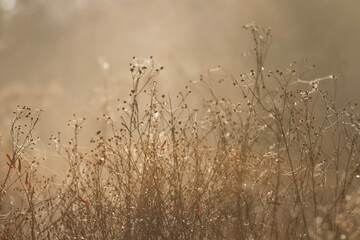 Winter garden dried flowers with golden light and spider webs