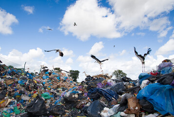storks on pile garbage
