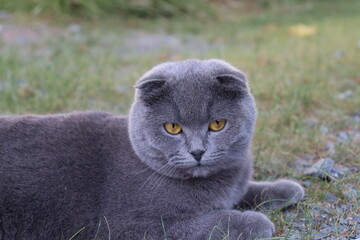 scottish fold, Schottische Faltohrkatze