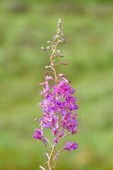 beautiful pink fireweed blooming in summer in Scotland