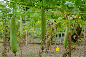 Sponge gourd plants in the garden