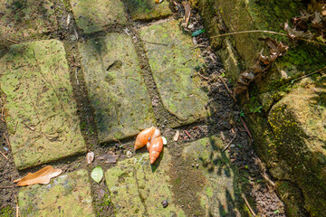 Pair of Intermingling Terrestrial Snails in Home Garden