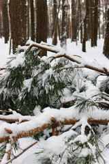 Broken branches of a young pine after cutting down Christmas trees
