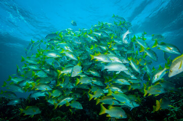 Fototapeta na wymiar School of tropical fishes on coral reef at Bonaire Island in the Caribbean Sea