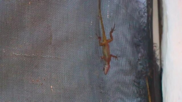 Small pink gecko lizard crawls up net Holbox island Mexico.