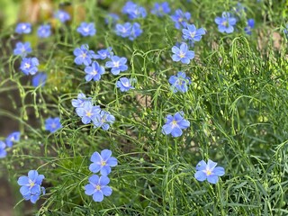 Blue flowers of Lewis flax, Linum lewisii. Beautiful blue flax flowers. Flax blossoms.  Field of...