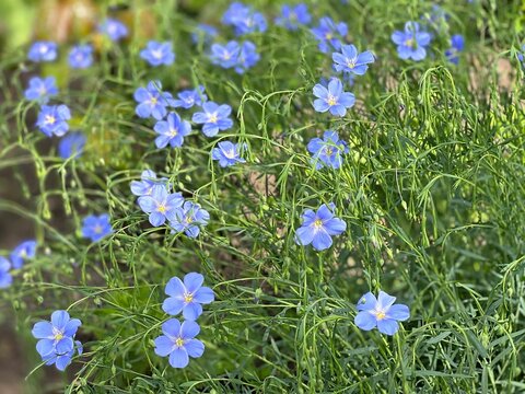 Blue flowers of Lewis flax, Linum lewisii. Beautiful blue flax flowers. Flax blossoms.  Field of many flowering plants linum usitatissimum. Linum blooms.