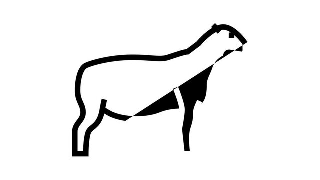dorper sheep line icon animation