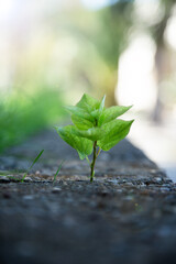 new life concept with seedling growing sprout tree,  business development symbolic, weed growing through a crack in the pavement, nature