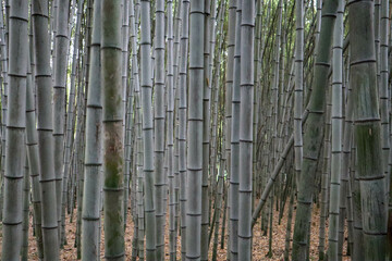 green bamboo forest background view