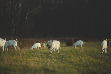 Saanan and Alpine dairy goats on a small farm in Ontario, Canada.