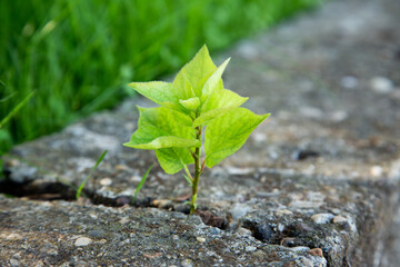 new life concept with seedling growing sprout tree,  business development symbolic, weed growing through a crack in the pavement, nature