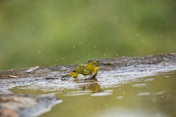 Oriental white-eye bird  playing in water. Amazing photo  with good background. Best to watch when birds play in the water body
