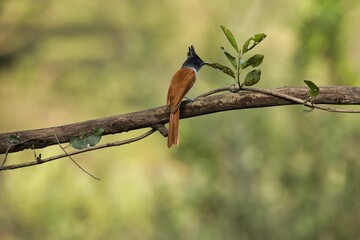 Indian paradise flycatcher bird sitting on the branch of a tree. Amazing photo  with beautiful background. Best to watch birds when they are in the beautiful background
