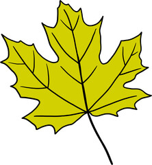 simplicity maple freehand drawing flat design.