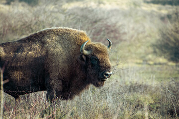 Bison in its natural habitat.  European Bison shot in central europe Czech Republic. 