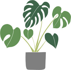 monstera plant freehand drawing flat design.	