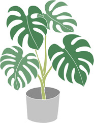 monstera plant freehand drawing flat design.	
