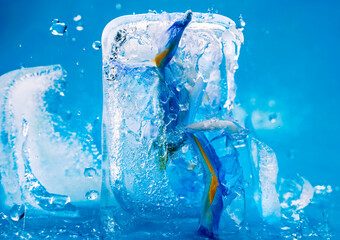 Background of iris flower in ice cube with air bubbles. Consept for spring card