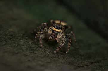 Beautiful jumping spider (Marpissa muscosa) - dark background - Schorsmarpissa