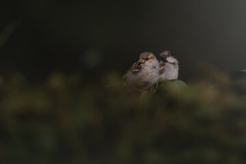 Close-up of a House sparrow with dark background