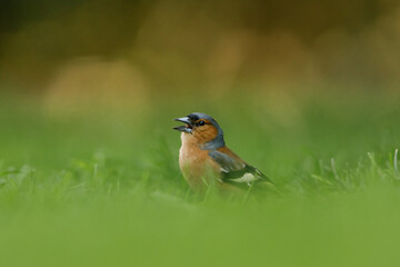 Common chaffinch (Fringilla coelebs) male foraging in grass, Belgium