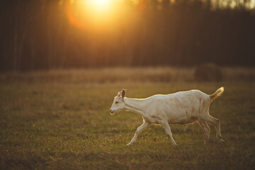 Obraz na płótnie Canvas Saanan and Alpine dairy goats on a small farm in Ontario, Canada.