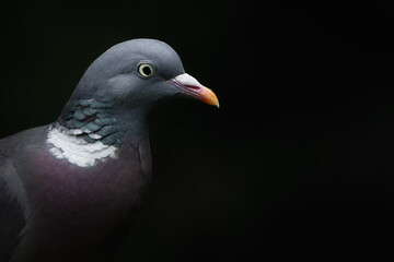 Wood pigeon (Columba palumbus) - Isolated to a black background 