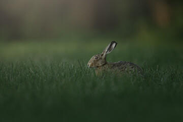 Portrait of an European hare (Lepus europaeus) in a grass field, Belgium