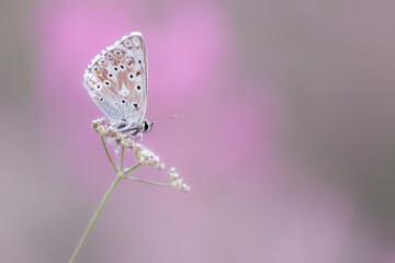 Chalkhill Blue Butterfly (Lysandra coridon) with colorful pink background