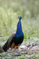 Obraz premium Portrait of beautiful peacock in the wild - Pavo cristatus