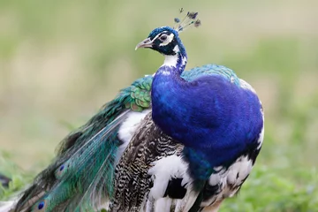 Foto op Plexiglas Portrait of a beautiful leucistic  Peacock - Blue Peafowls (Pavo cristatus) with a rare genetic mutation called leucism © Nathalie
