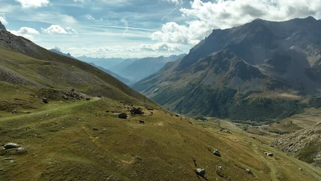 cows in the french alps aerial shot grazing high altitude pasture 