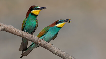 Beautiful and colourfull bee eater birds i took in Ankara