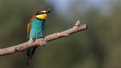 Beautiful and colourfull bee eater birds i took in Ankara