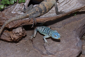 A blue lizard coming out from under a rock