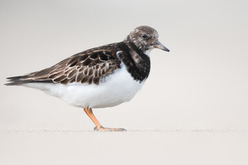 Ruddy turnstone - Wading bird - Arenaria interpres
