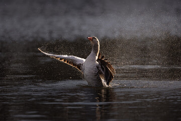 The greylag goose spreading its wings on water. Anser anser is a species of large goose in the...