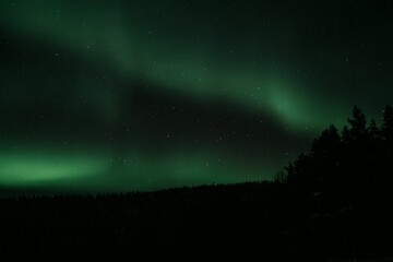 Northern lights and starry sky with silhouettes of trees