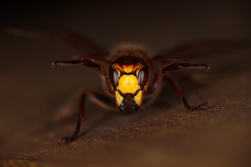 Close up of a European hornet (Vespa crabro) - Europeese hoornaar