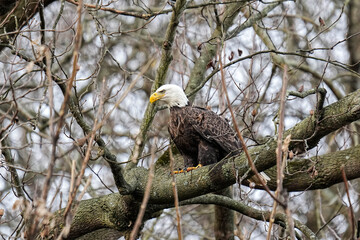 American Bald Eagle