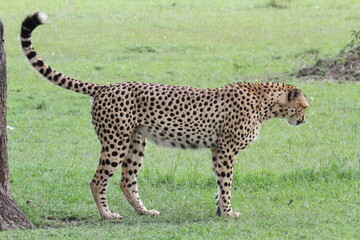Male cheetah marking his territory by peeing at a tree