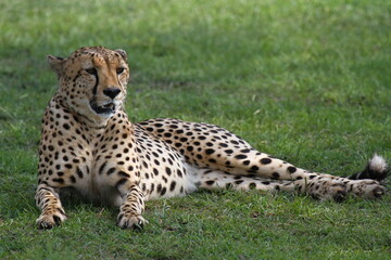 Closeup of a male cheetah resting on green grass under the shadow of a tree