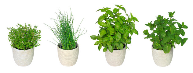 Plantes aromatiques en pots - 550406388