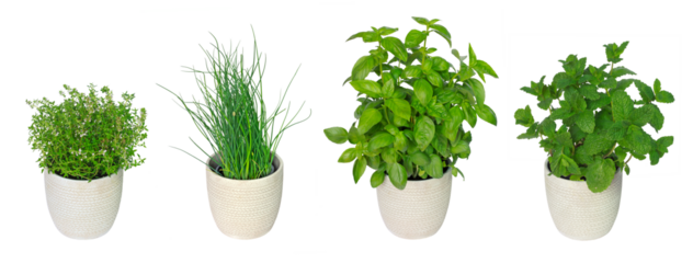 Plantes aromatiques en pots